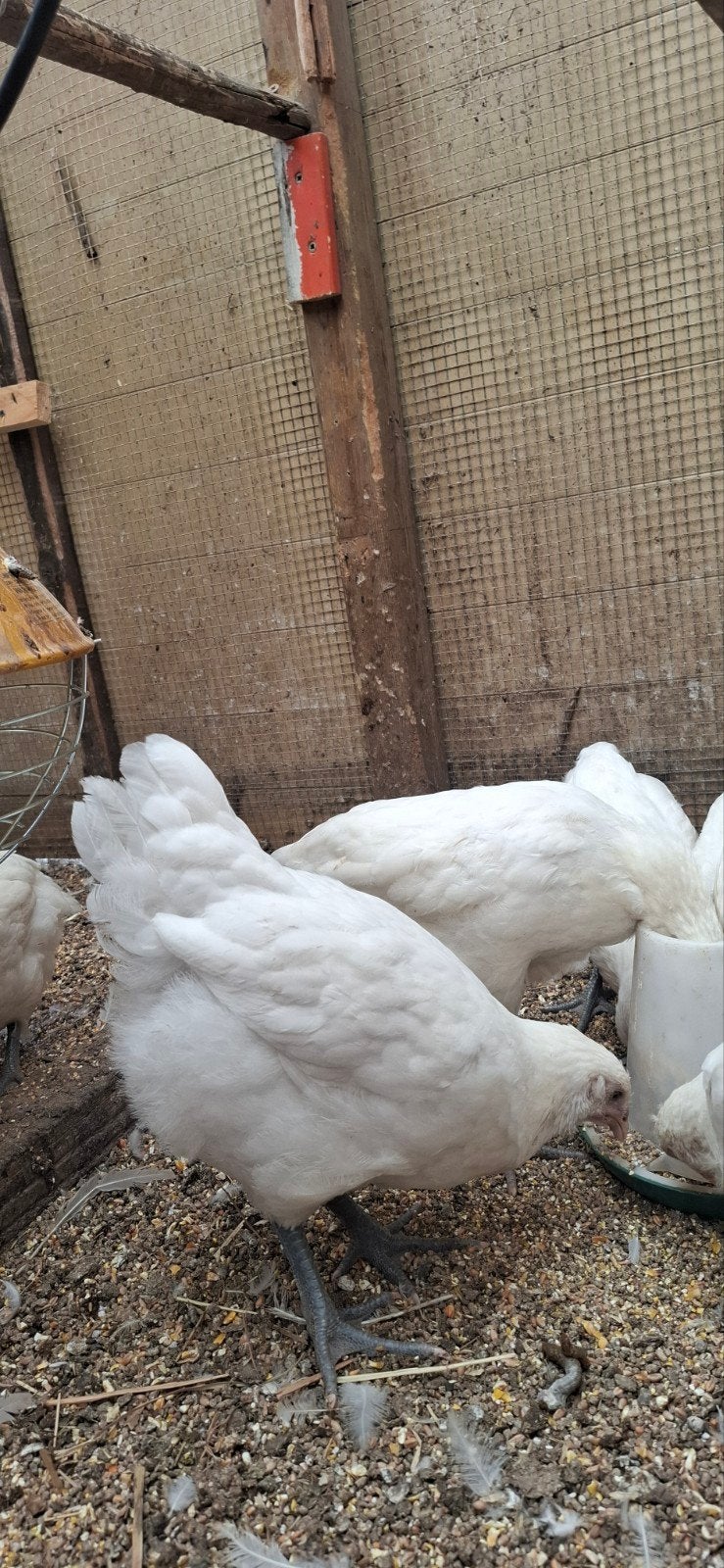Hennen Poule De Bresse  , witte kleur. , raszuiver