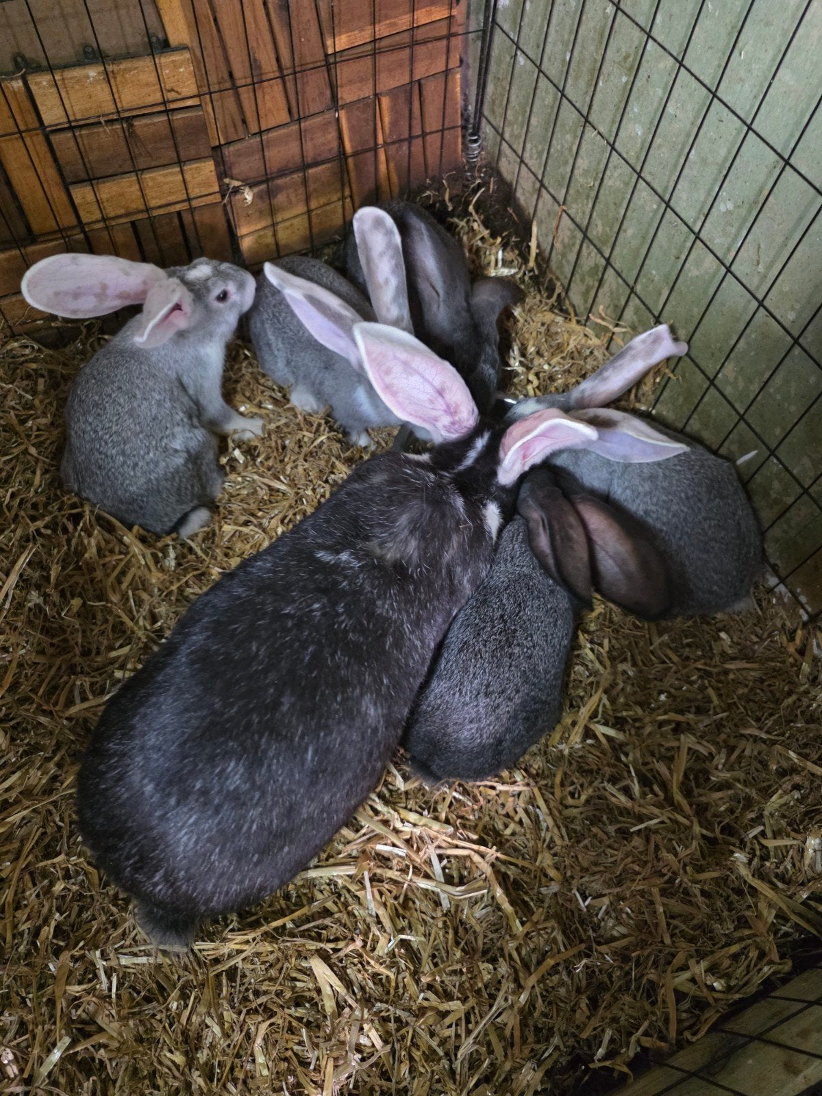 Vlaamse reuzen, Dieren en Toebehoren, Konijnen