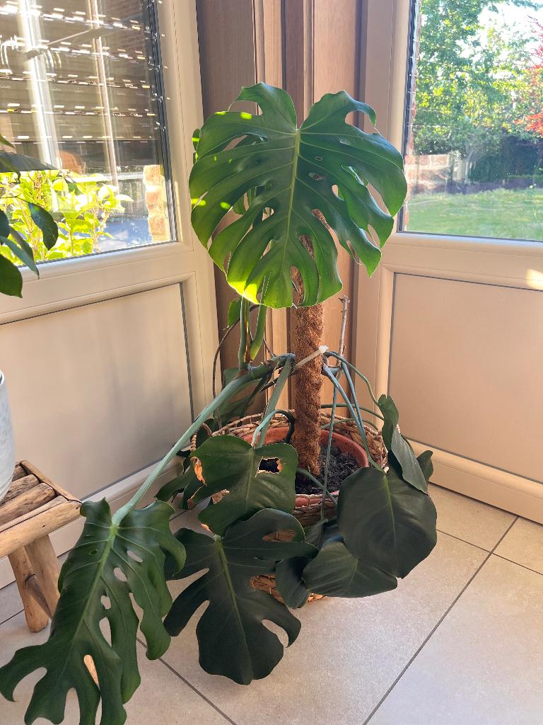 Monstera, Ophalen