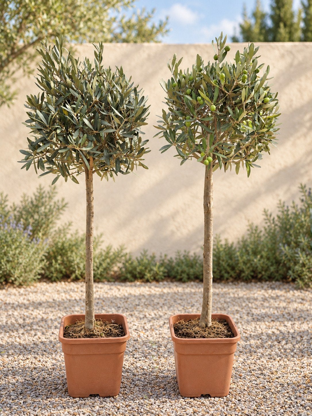 Olijfboom Olea Europaea, Ophalen