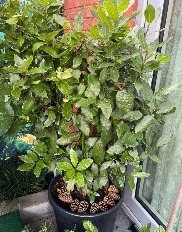 laurierboom, Tuin en Terras, Planten | Struiken en Hagen, Ophalen