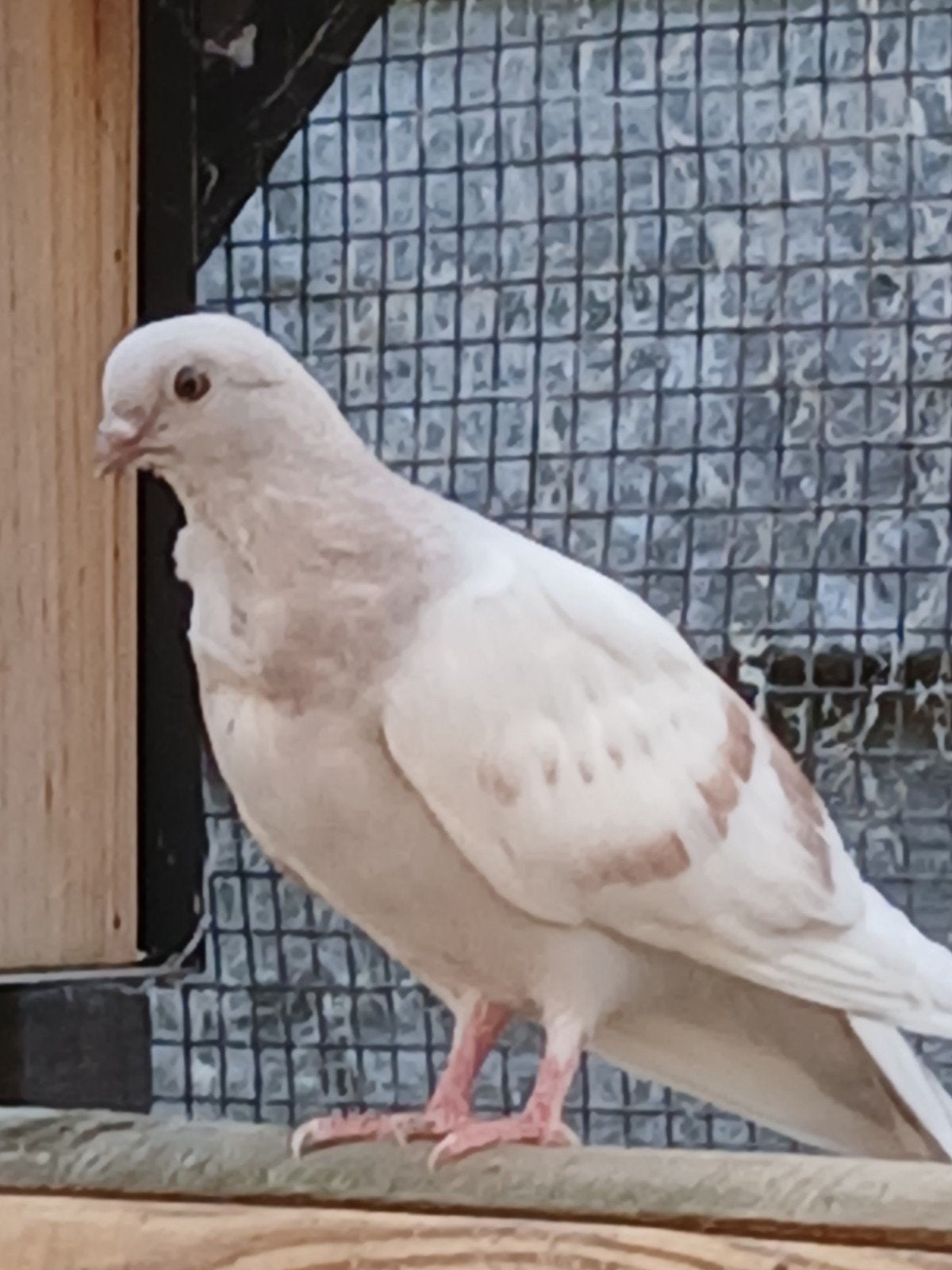 figurita's, Geslacht onbekend