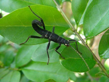 Peruphasma schultei/ Nymphes Black Beauty, Phasme