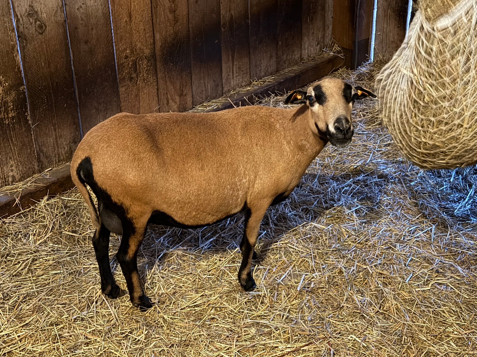 Kameroen Ooi met haar lammetjes, Meerdere dieren, Schaap