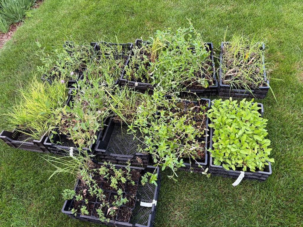 Koopje voor Tuinliefhebbers! 242 planten voor 200 Euro, Ophalen, Volle zon, Vaste plant, Siergrassen