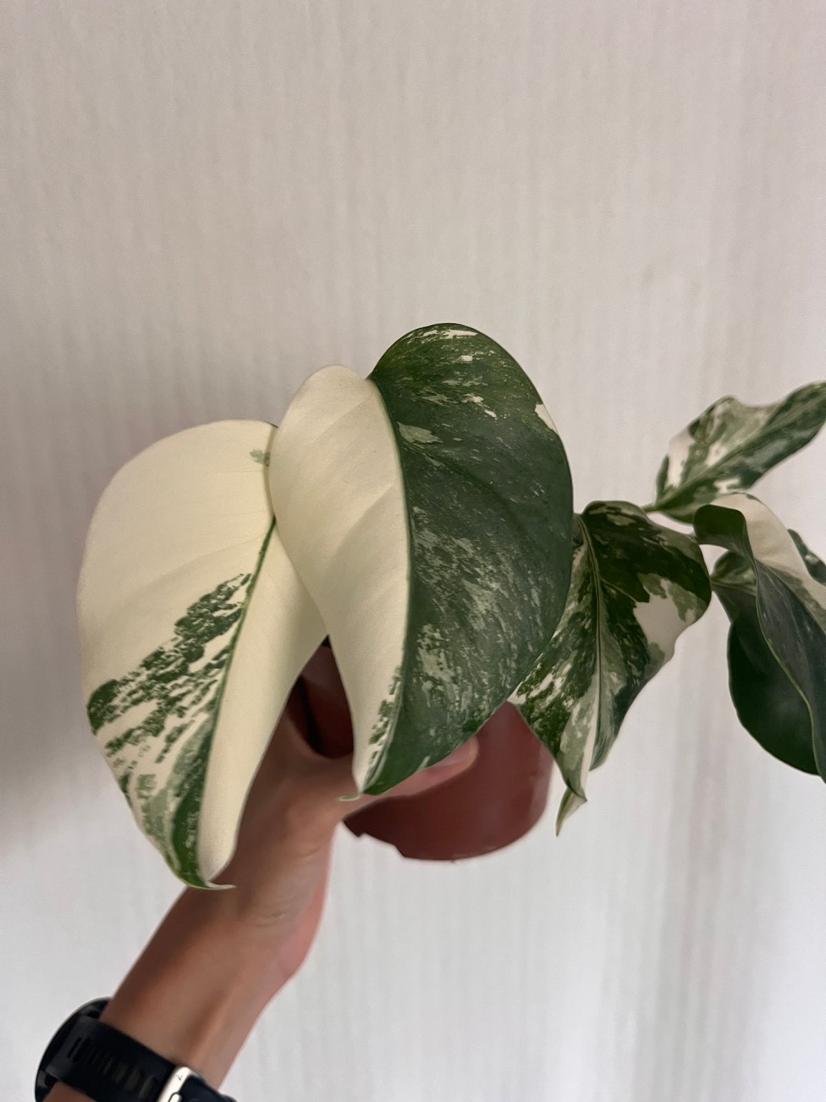 Monstera Adansonii variegata, Plante verte, Enlèvement, Autres espèces, Moins de 100 cm