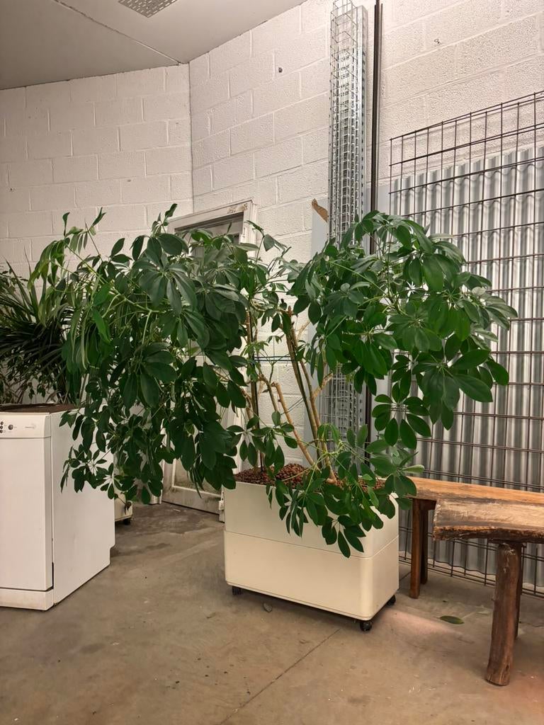 2 planten in bakken hydrocultuur, Ophalen
