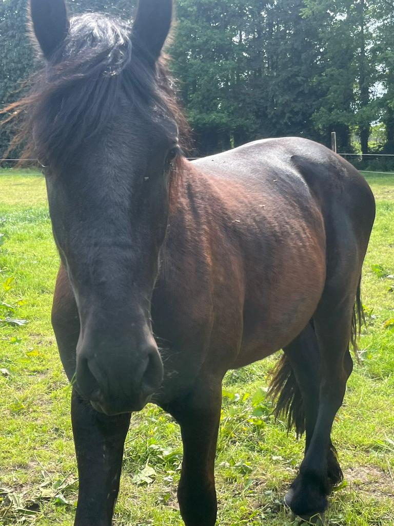 Paarden te koop, Étalon