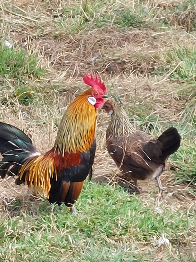 Hollandse krielen, Dieren en Toebehoren, Pluimvee, Kip