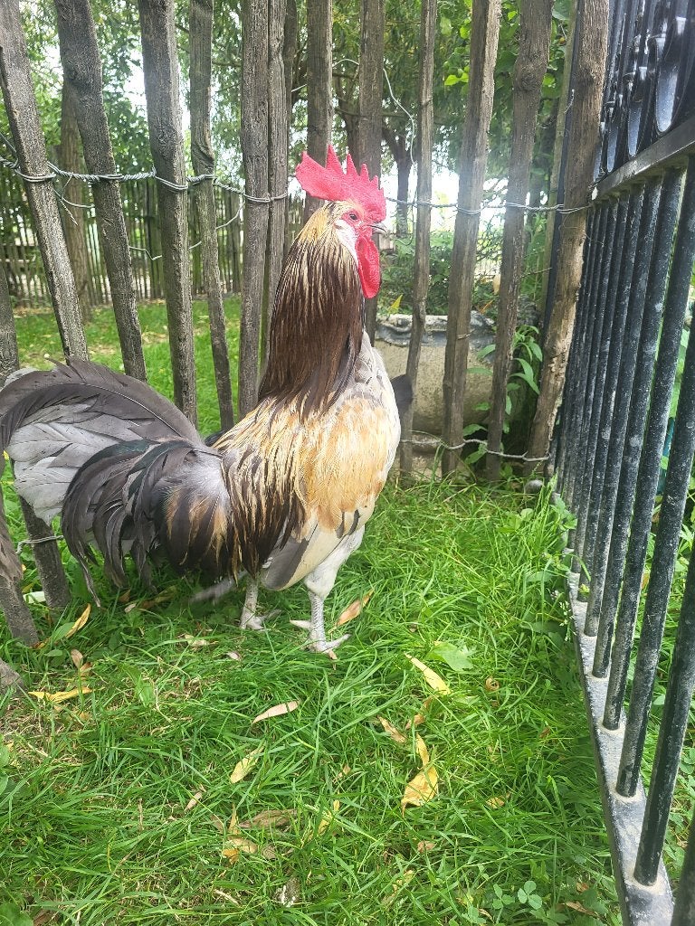 Trio brabants hoen, Dieren en Toebehoren, Pluimvee