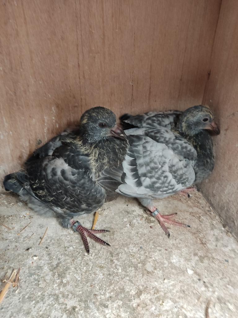 Pigeon, Animaux & Accessoires, Oiseaux | Pigeons, Plusieurs animaux, Autres espèces