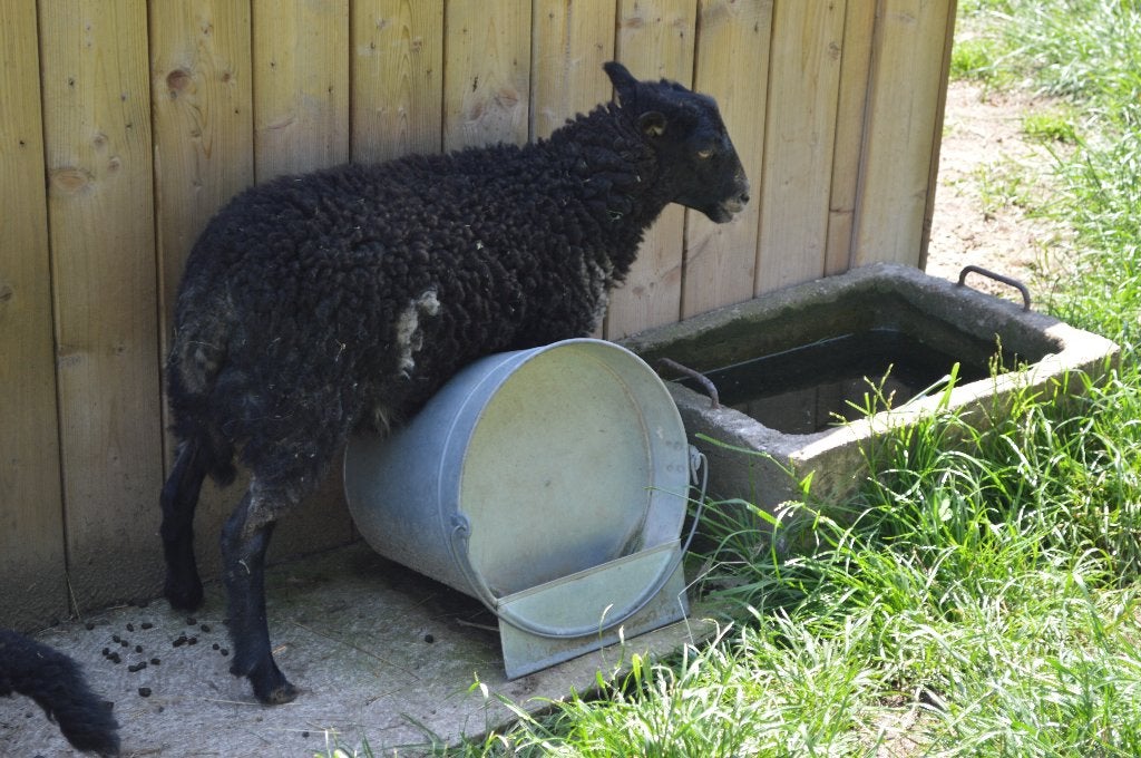 Ouessant lammetjes te koop, Dieren en Toebehoren