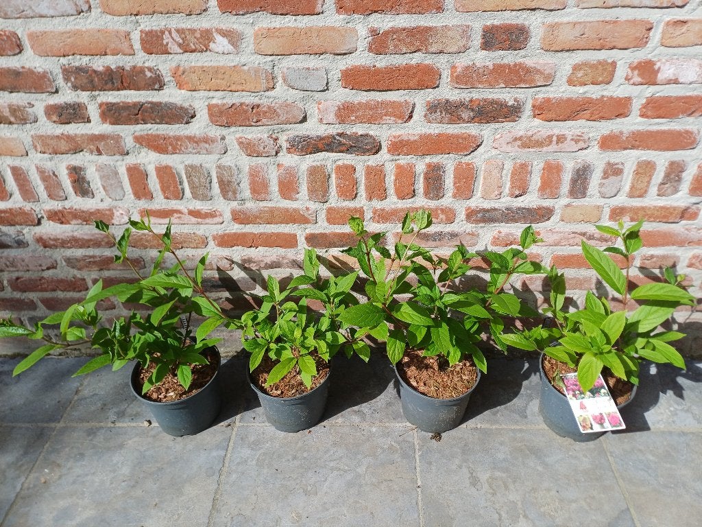 Hydrangea bonfire, Tuin en Terras, Ophalen, Hortensia, Struik