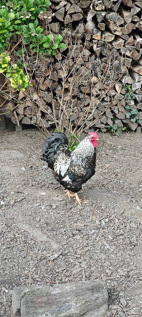 Barnevelder zilver dubbel gezoomd, Mannelijk, Tam