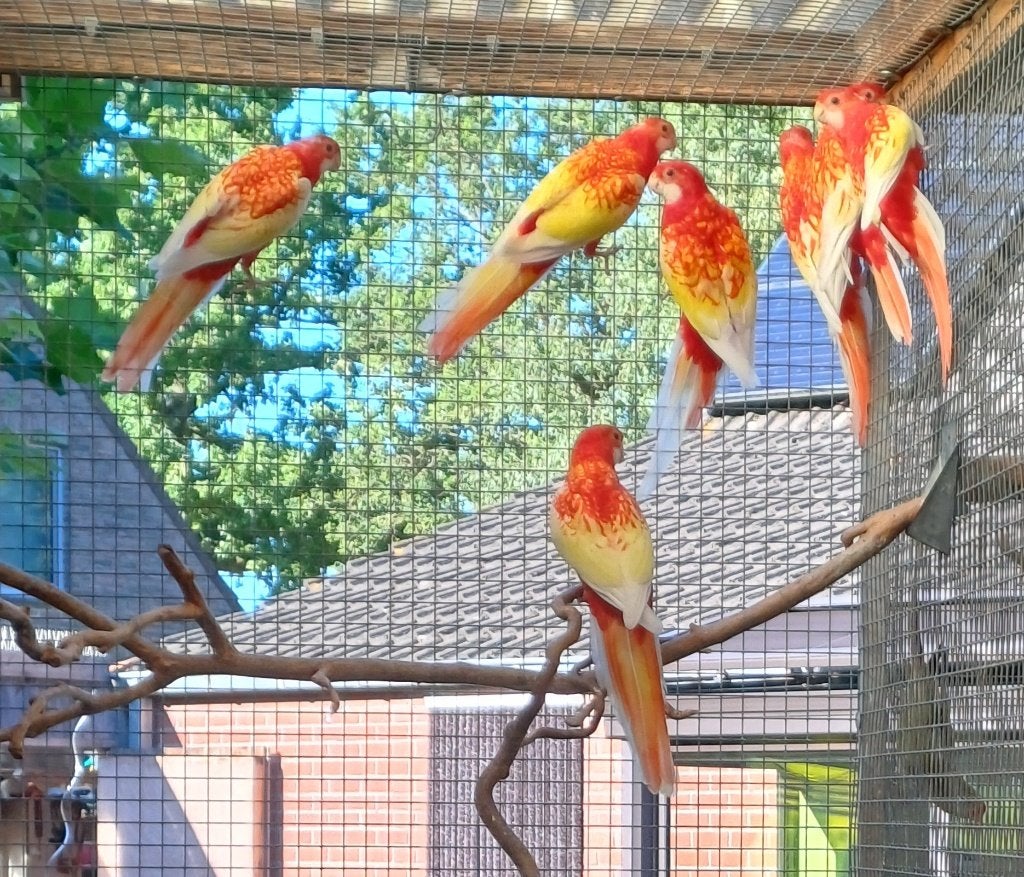 gesekste rubino rosella's 2026, Meerdere dieren, Parkiet, Geringd