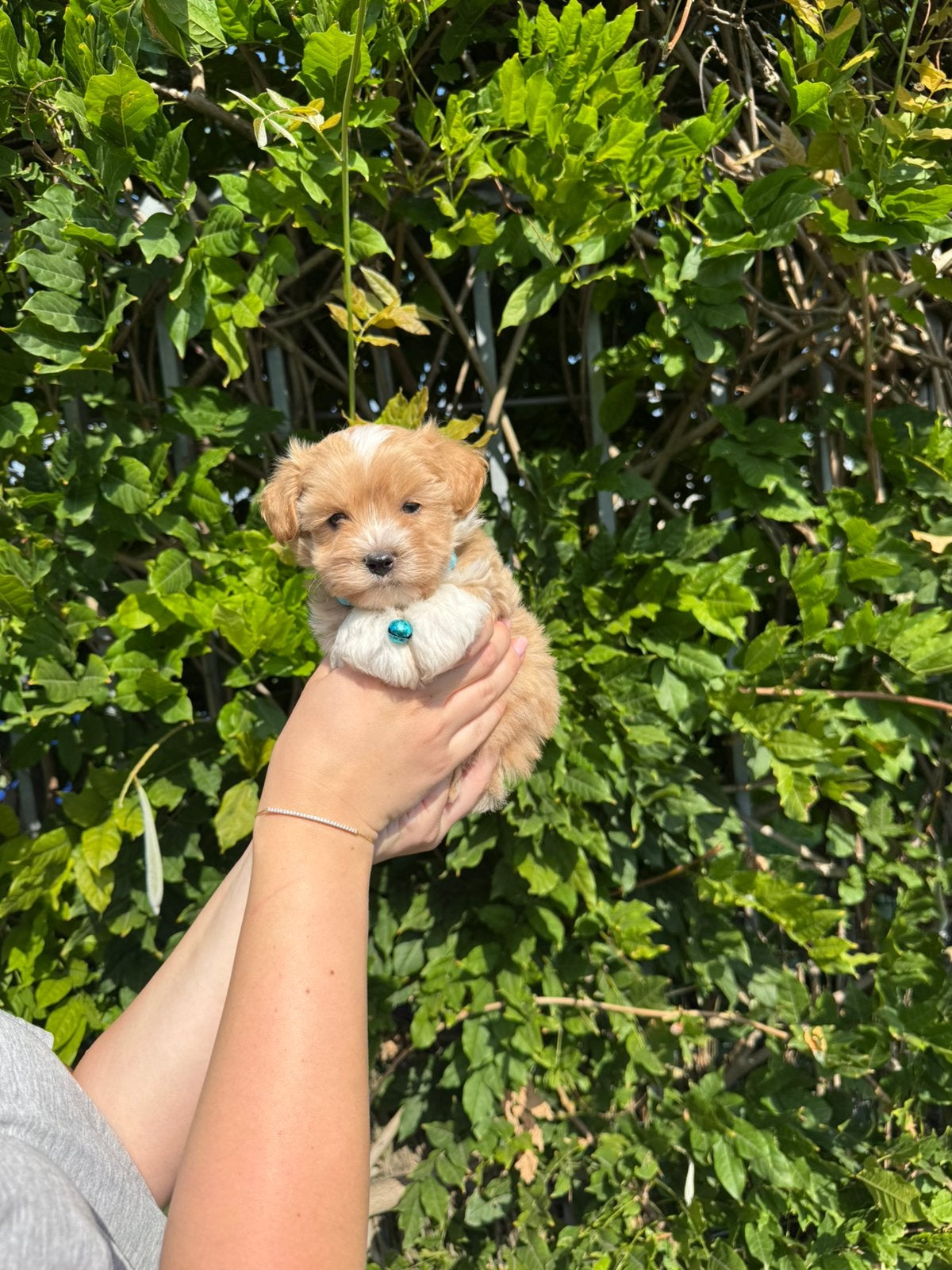 Prachtige maltipoo pups, Maladie de Carré (chiens), Autres races, Plusieurs, Belgique
