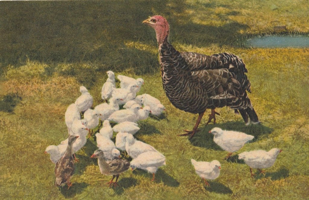 KALKOEN  MET  KUIKENS, Verzamelen, Postkaarten | Dieren, Verzenden, Ongelopen, Vogel