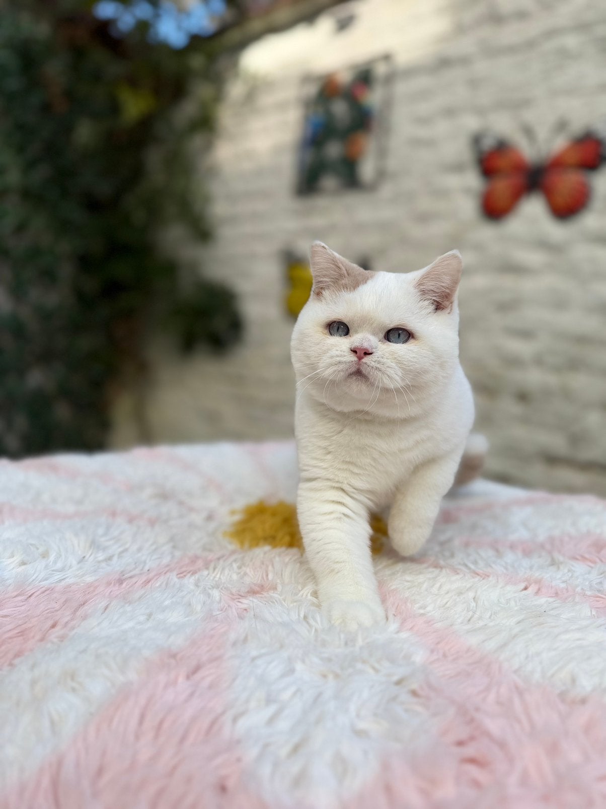 Chatons British Shorthair – Chatterie Al Samarrai, Bruxelles, Dieren en Toebehoren, Kater, Met stamboom, 0 tot 2 jaar