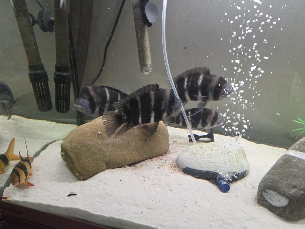 Frontozas, Dieren en Toebehoren