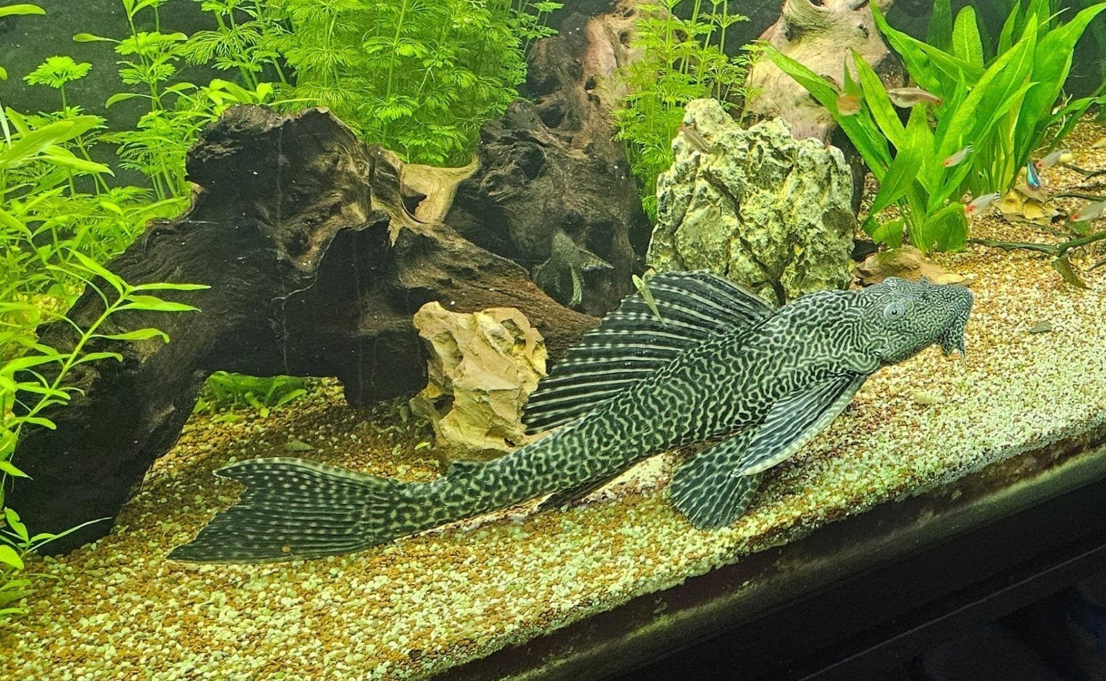 volwassen pleco te koop