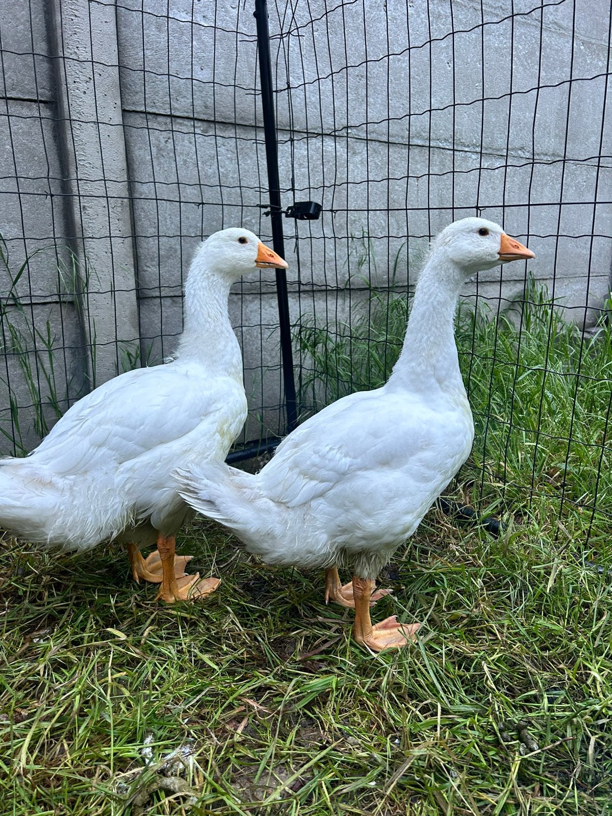 2 tamme ganzen, Dieren en Toebehoren, Pluimvee