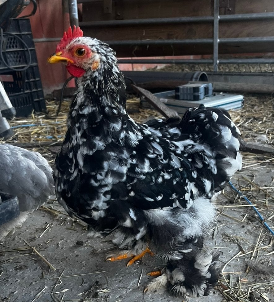 Cochin kriel haantjes, Dieren en Toebehoren, Mannelijk, Kip