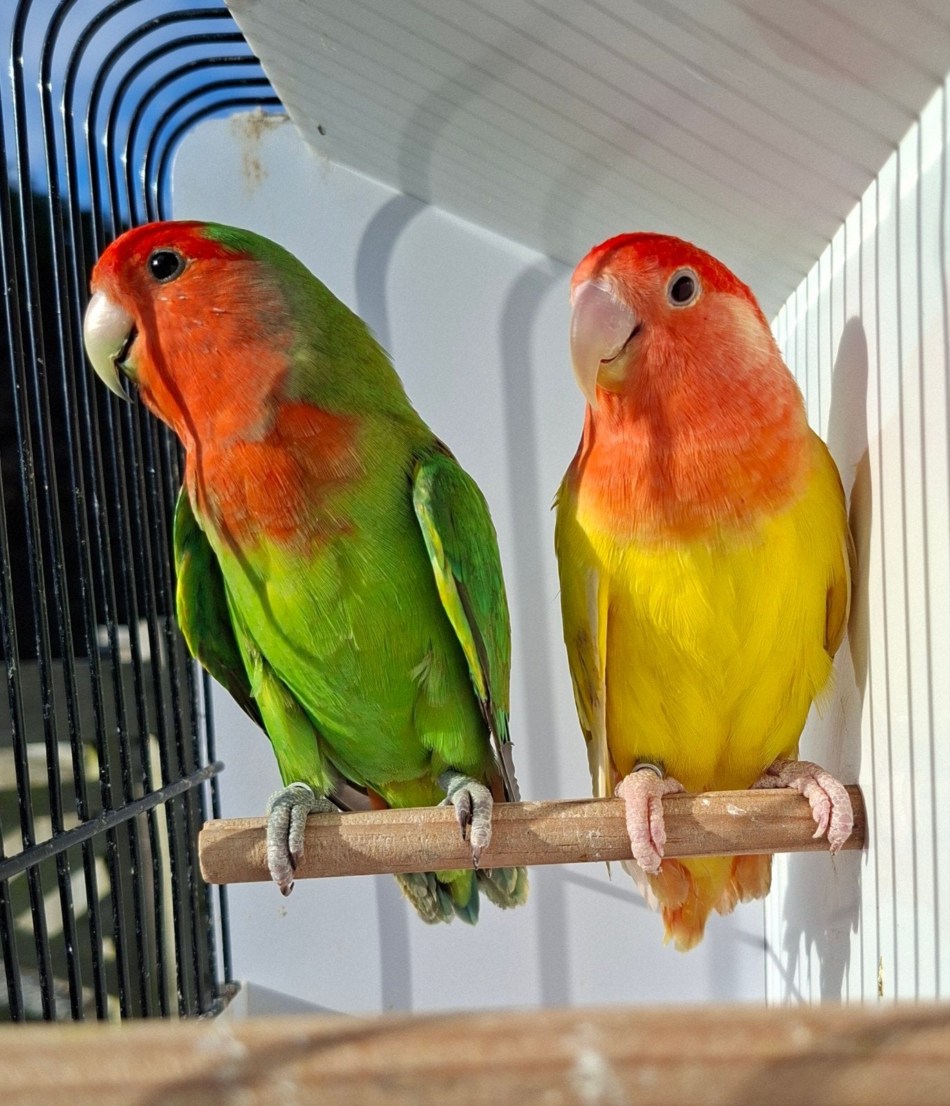 roseicollis (agaporniden, dwergpapegaai, lovebird), Dieren en Toebehoren, Vogels | Parkieten en Papegaaien, Meerdere dieren, Dwergpapegaai of Agapornis