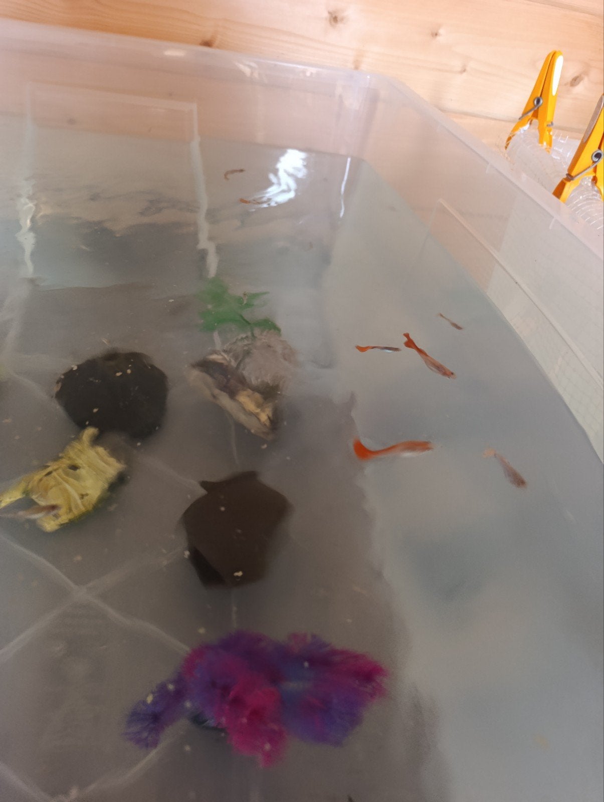 pêche au guppy, Animaux & Accessoires, Poisson, Poisson d'eau douce, Banc de poissons