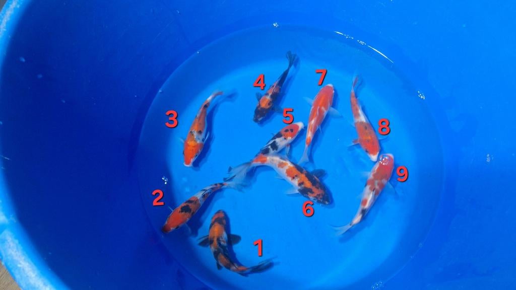 Showa en sanke van de kweker Otsuka, Carpe ou Koï