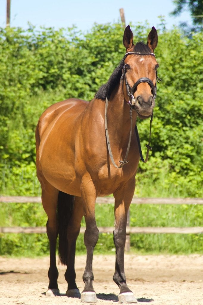Jument de loisir Sweet à vendre, B, Avec puce électronique, 160 à 165 cm, Cheval de récréation