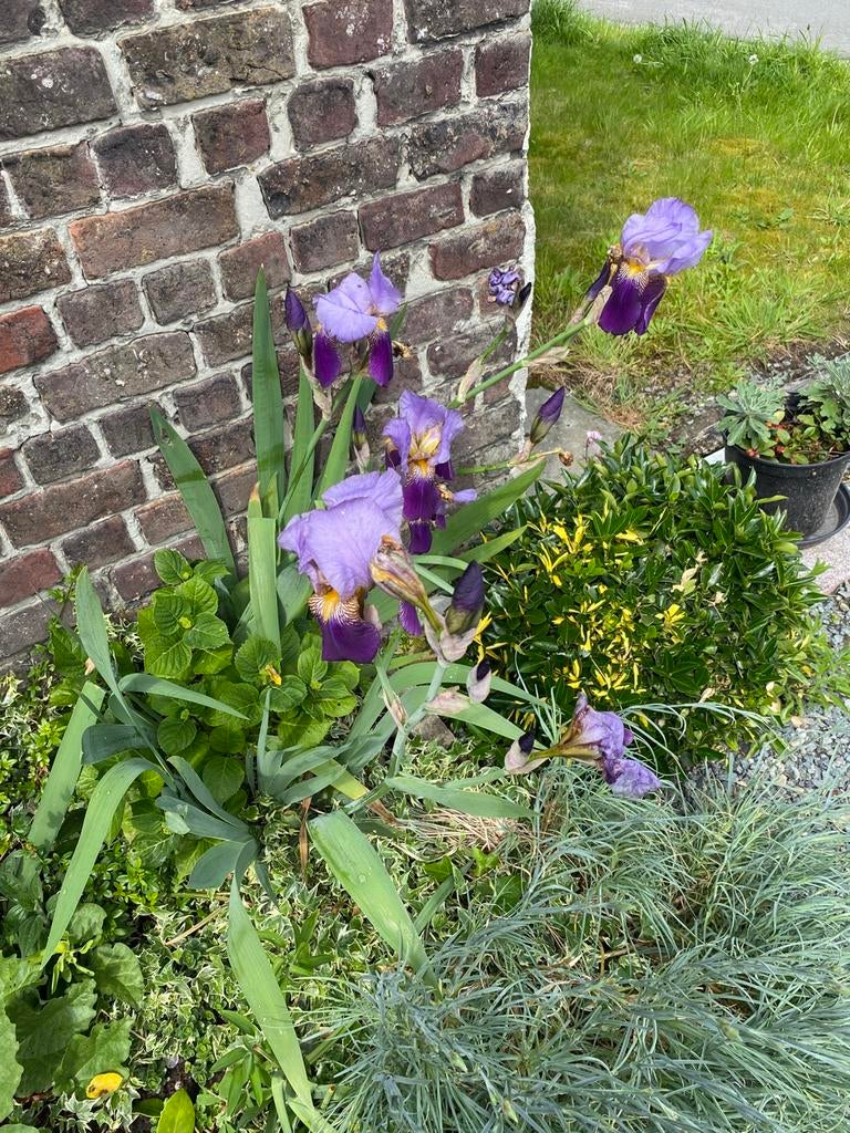 planten vijver bloemen, Ophalen