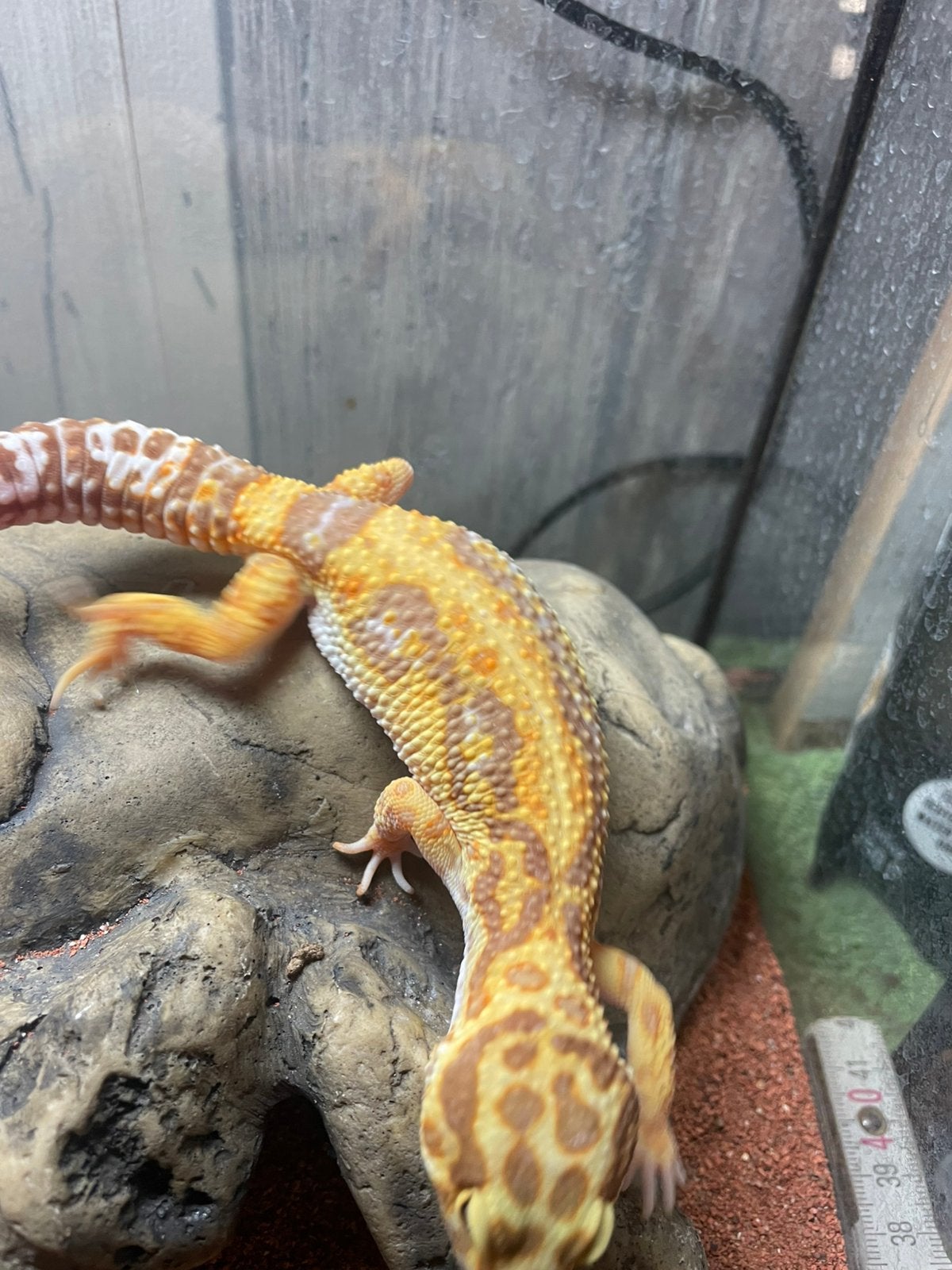 Zeer mooi koppel luipaardgekko, Dieren en Toebehoren, Met terrarium