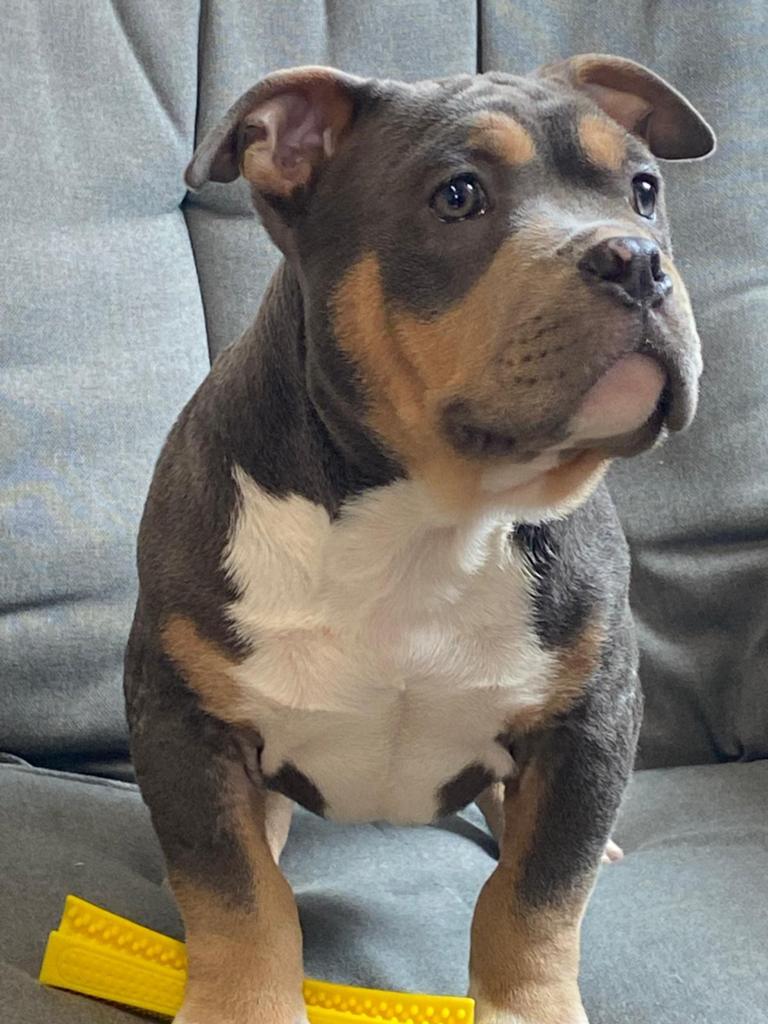males et femelles American Bully, Plusieurs, Hépatite contagieuse (maladie de Rubarth), Belgique, Plusieurs animaux