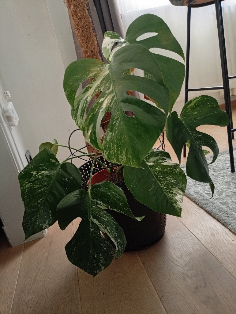 Monstera variegata, Ophalen, Overige soorten, Minder dan 100 cm, Volle zon