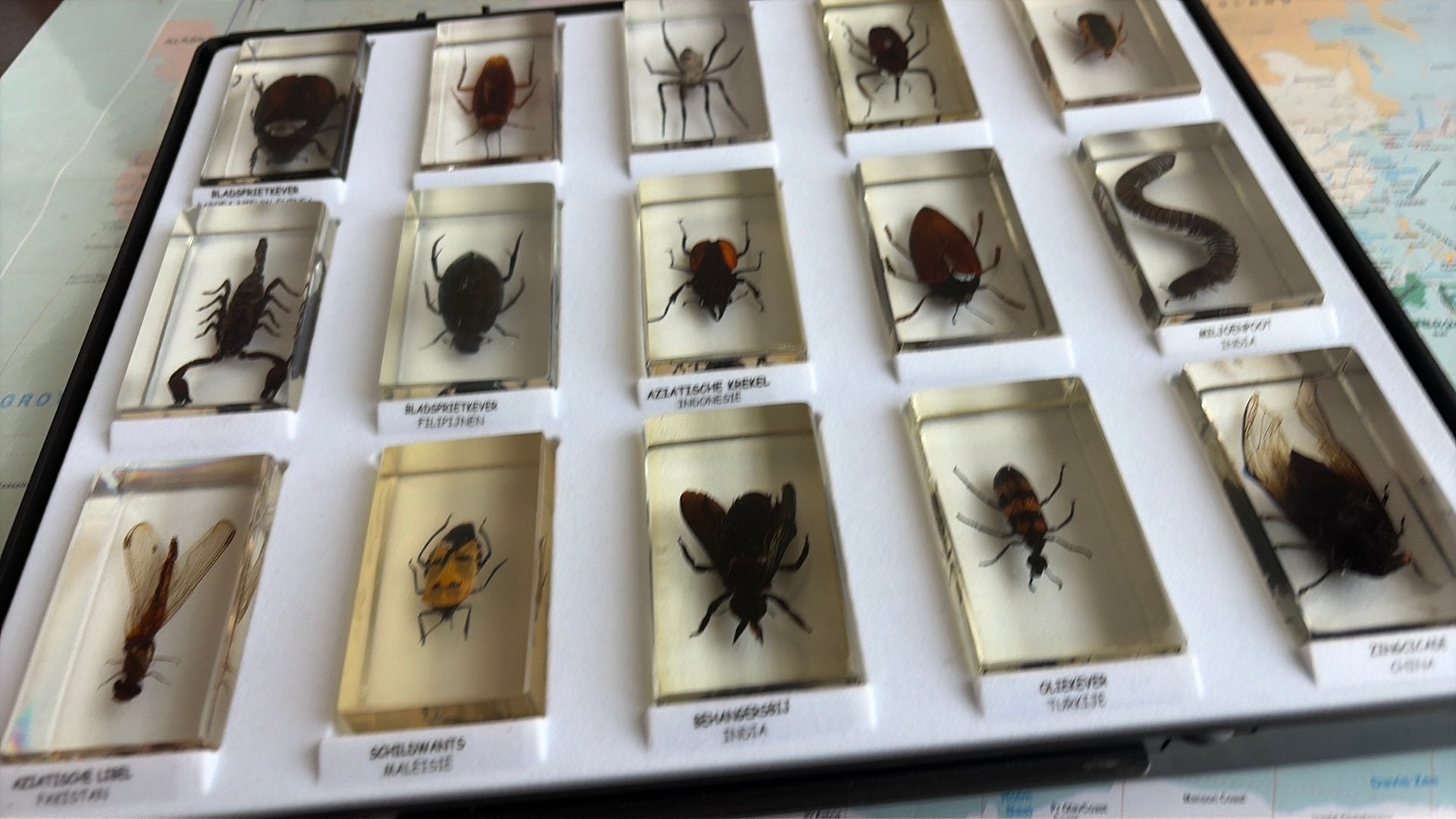 15 insecten verschillende landen, Animaux & Accessoires, Insectes & Araignées, Araignée ou Scorpion