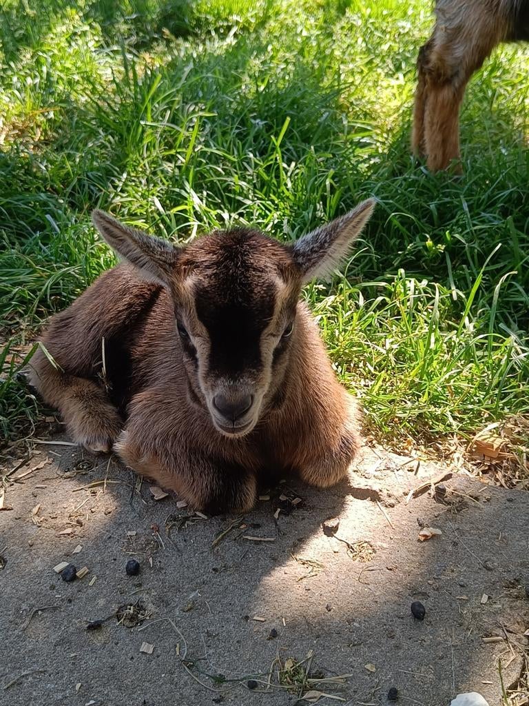 gecastreerde bokjes, Dieren en Toebehoren, Mannelijk, Geit, 0 tot 2 jaar