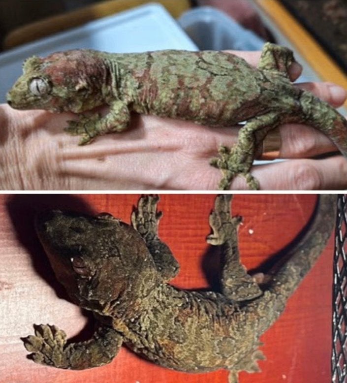 Chahoua Gecko man 3 jaar + ingericht terrarium, Lézard, Avec terrarium, 3 à 6 ans