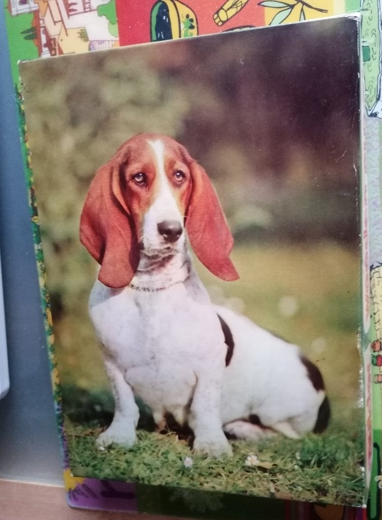 Puzzle en bois d’un Basset Artésien 35 pièces, Ophalen of Verzenden, Zo goed als nieuw, Overige typen