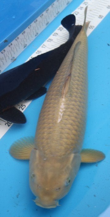 Jumbo Chagoi Koi, Dieren en Toebehoren, Karper of Koi