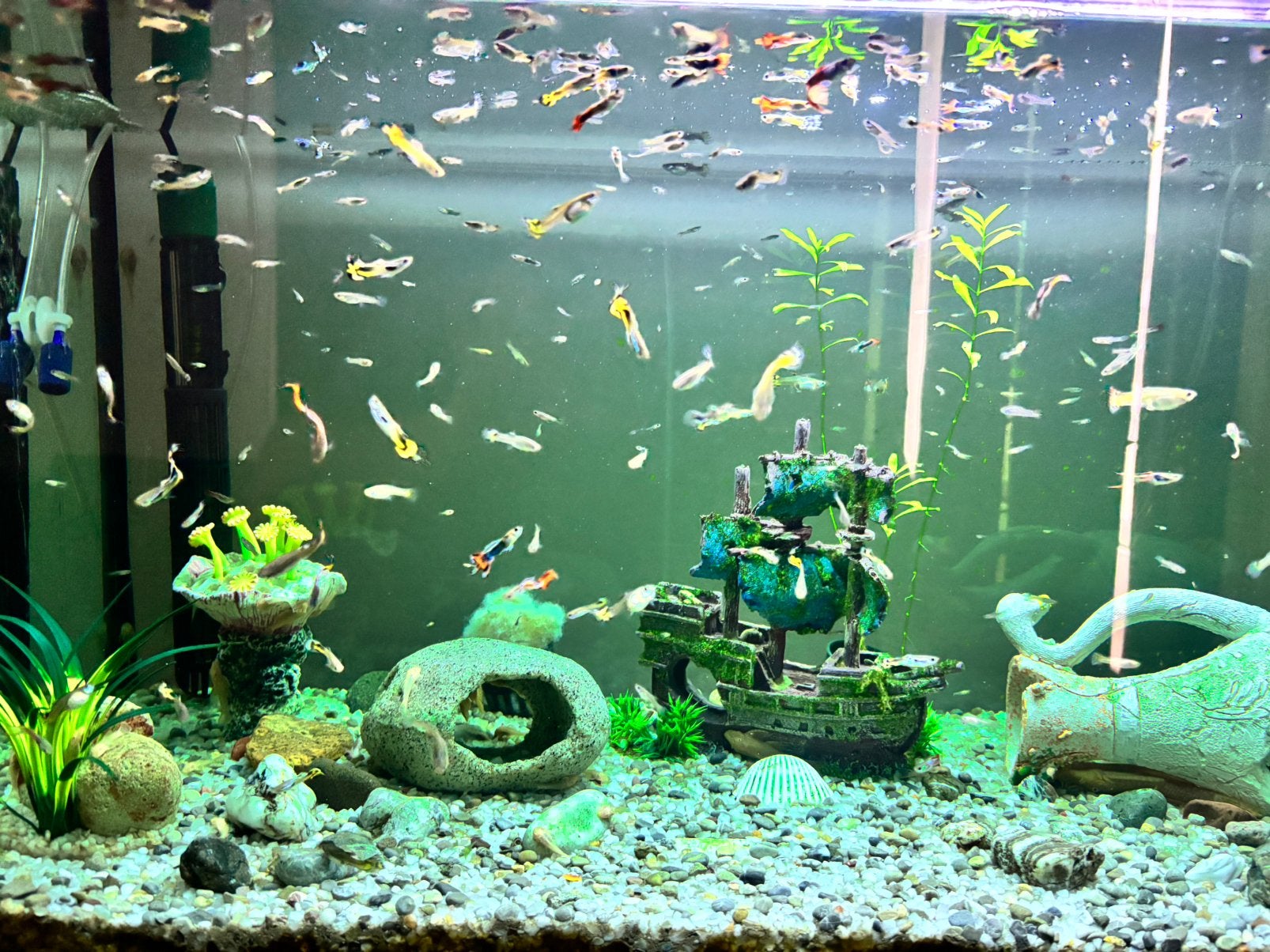 Mix Guppys, Dieren en Toebehoren
