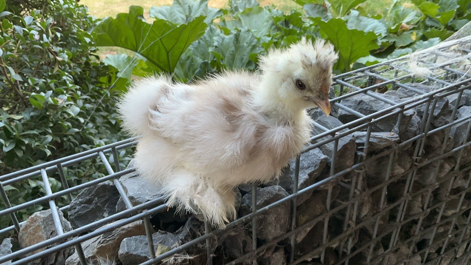 Usa zijdehoentjes, Sexe inconnu, Poule ou poulet