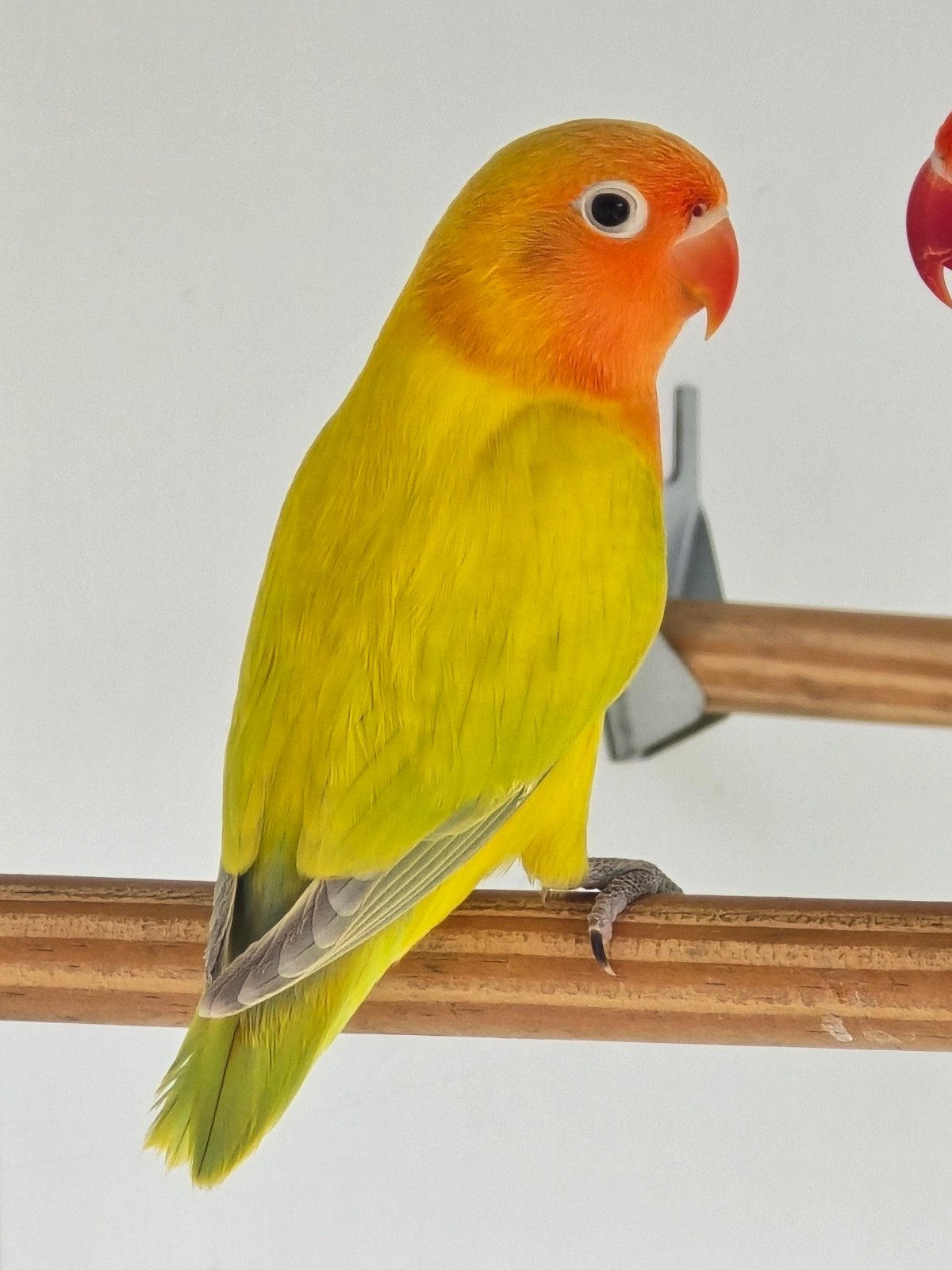2 Groen Dilute split Opaline Fischeri mannen 2026, Dieren en Toebehoren, Mannelijk, Dwergpapegaai of Agapornis, Geringd