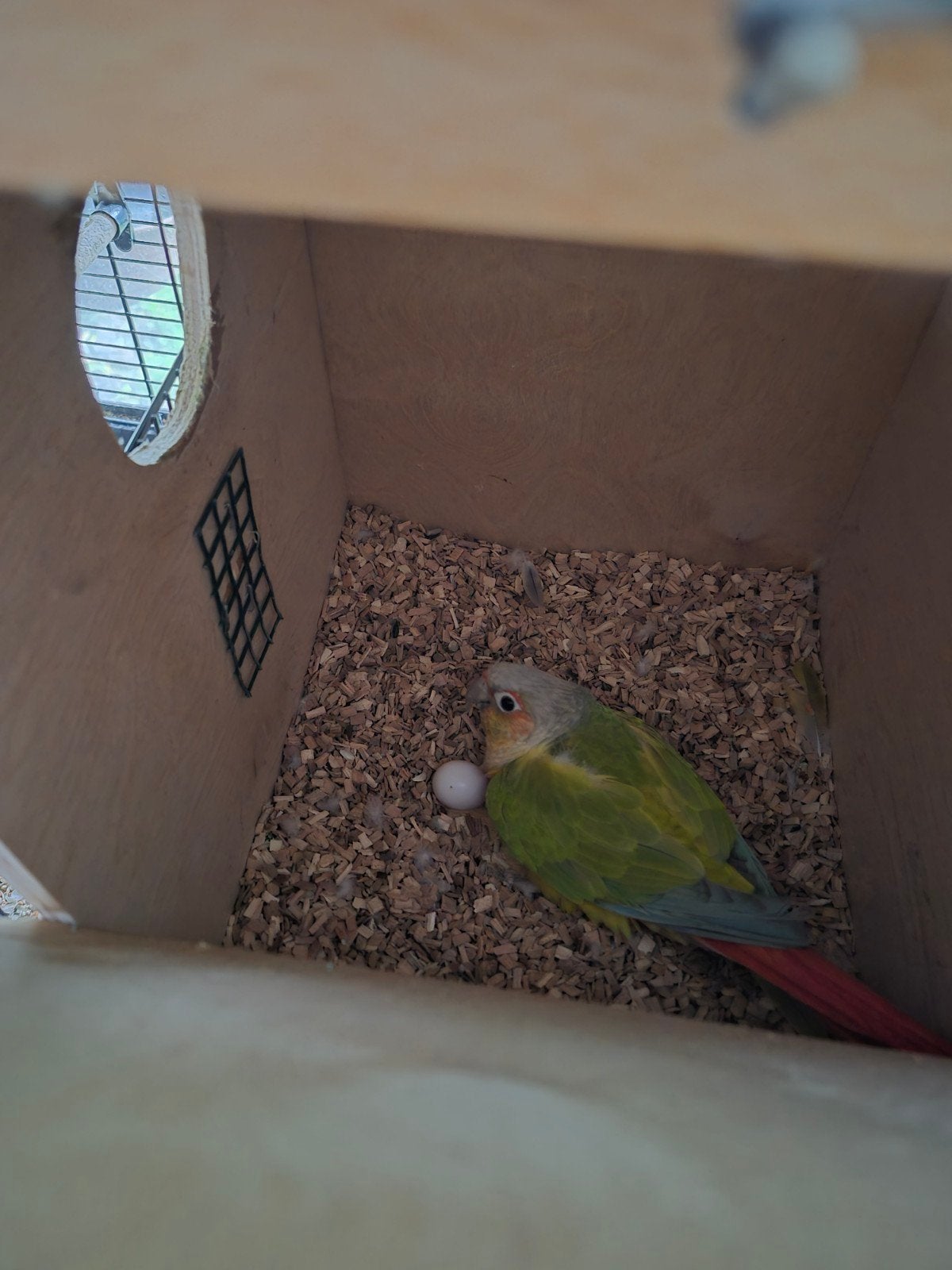 Te koop of te ruilen 5 Pyrrhura couple, Dieren en Toebehoren, Meerdere dieren, Papegaai, Geringd
