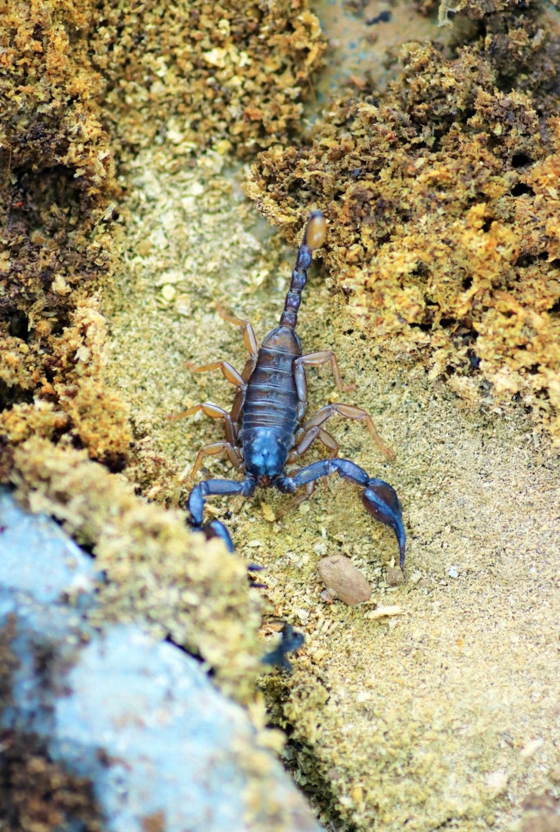 Zwarte europese schorpioenenen, Dieren en Toebehoren, Insecten en Spinnen