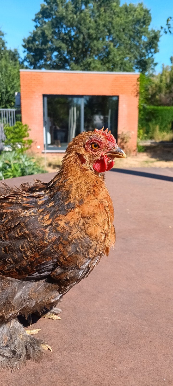 5 cochinkriel hanen, Dieren en Toebehoren, Mannelijk, Kip
