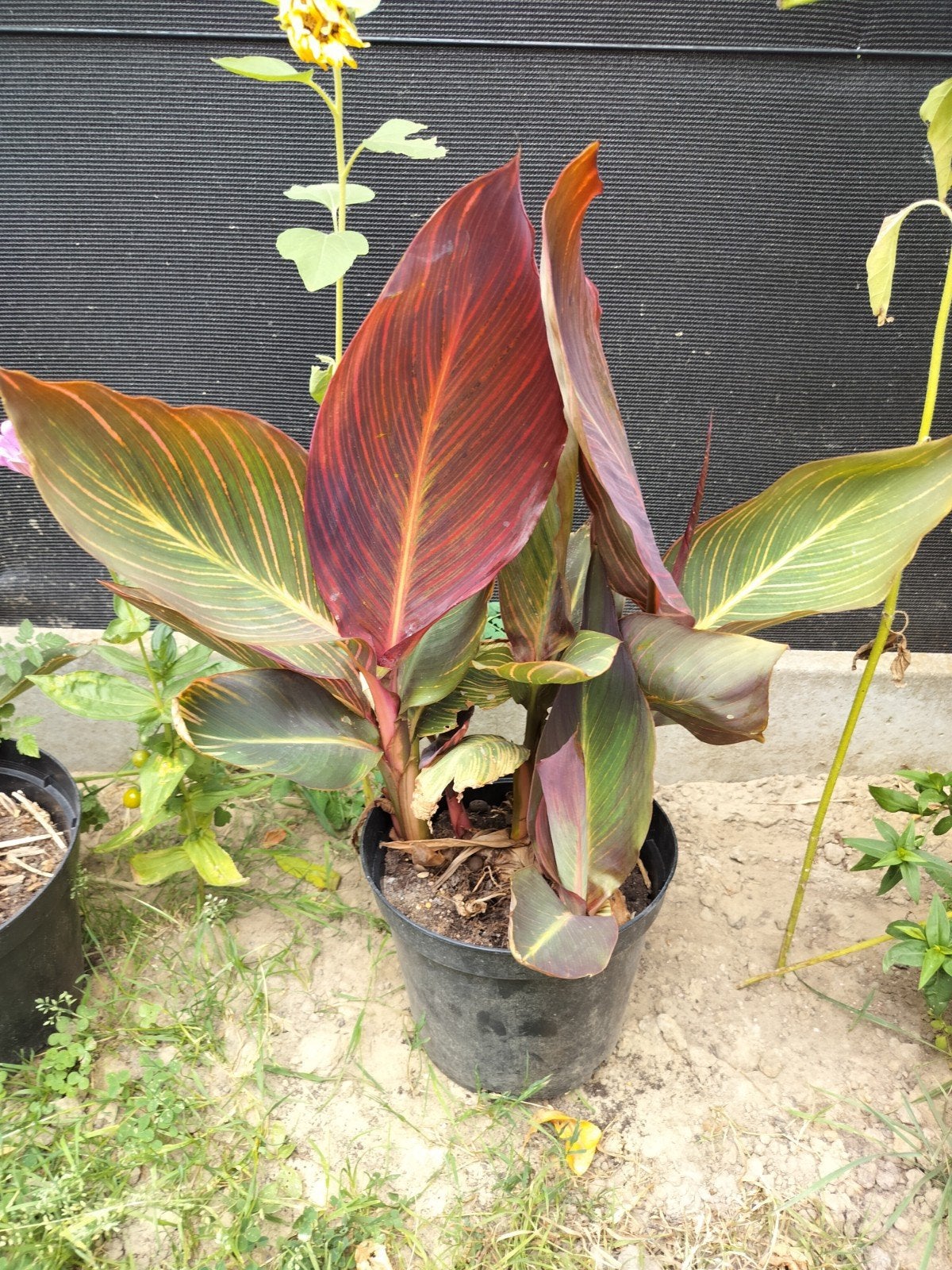 Roodbladige canna,oranjerode bloemen, Tuin en Terras, Ophalen