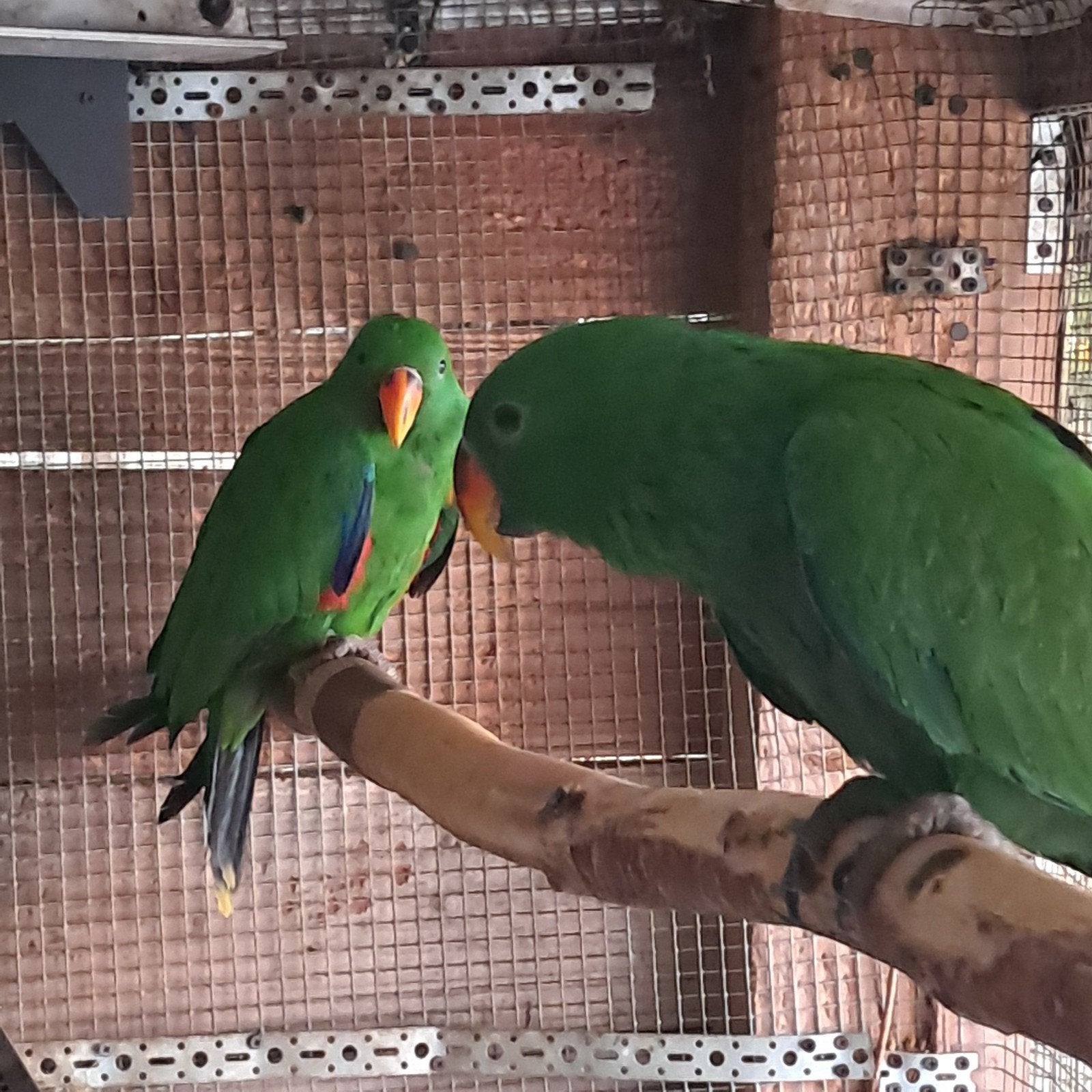 Edelpapegaai, Dieren en Toebehoren, Geringd
