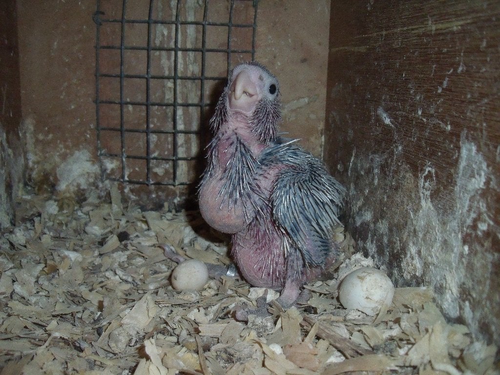 Rose kaketoe baby, Dieren en Toebehoren, Geringd