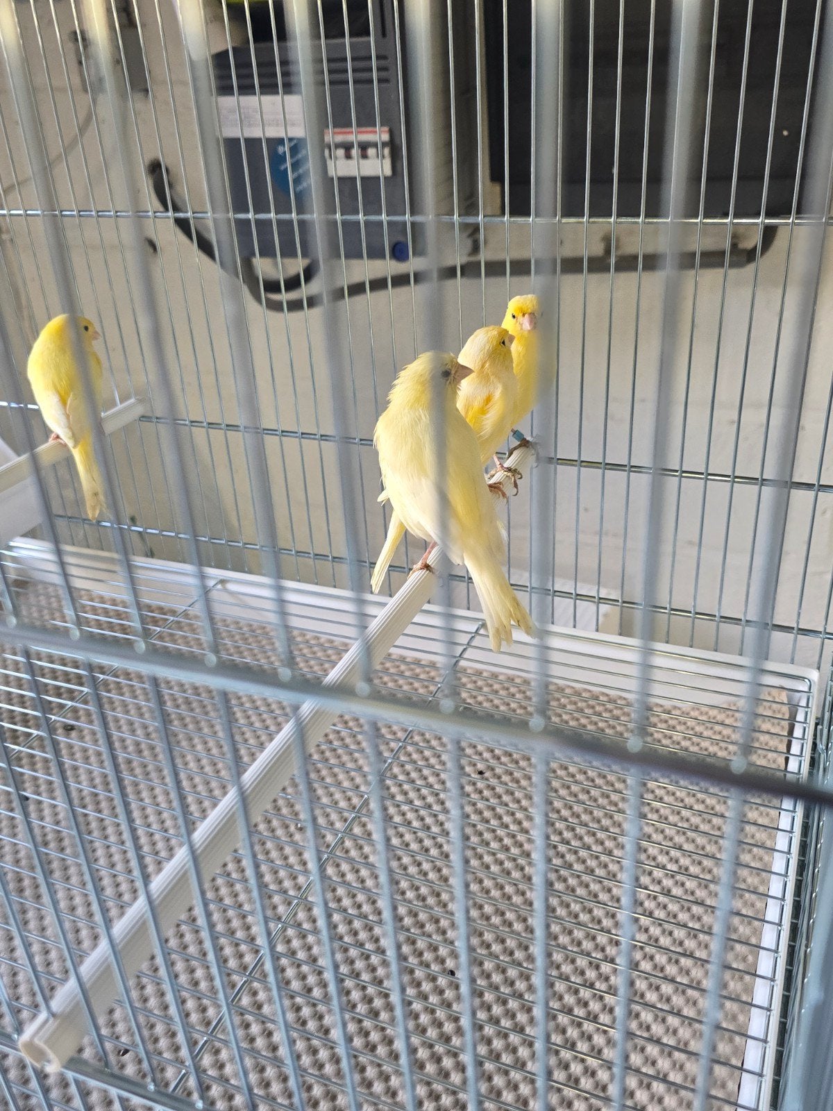 Hommes et poupées Yellow Canaries 2026

s'asseoir au froid, Animaux & Accessoires, Plusieurs animaux, Canari chanteur
