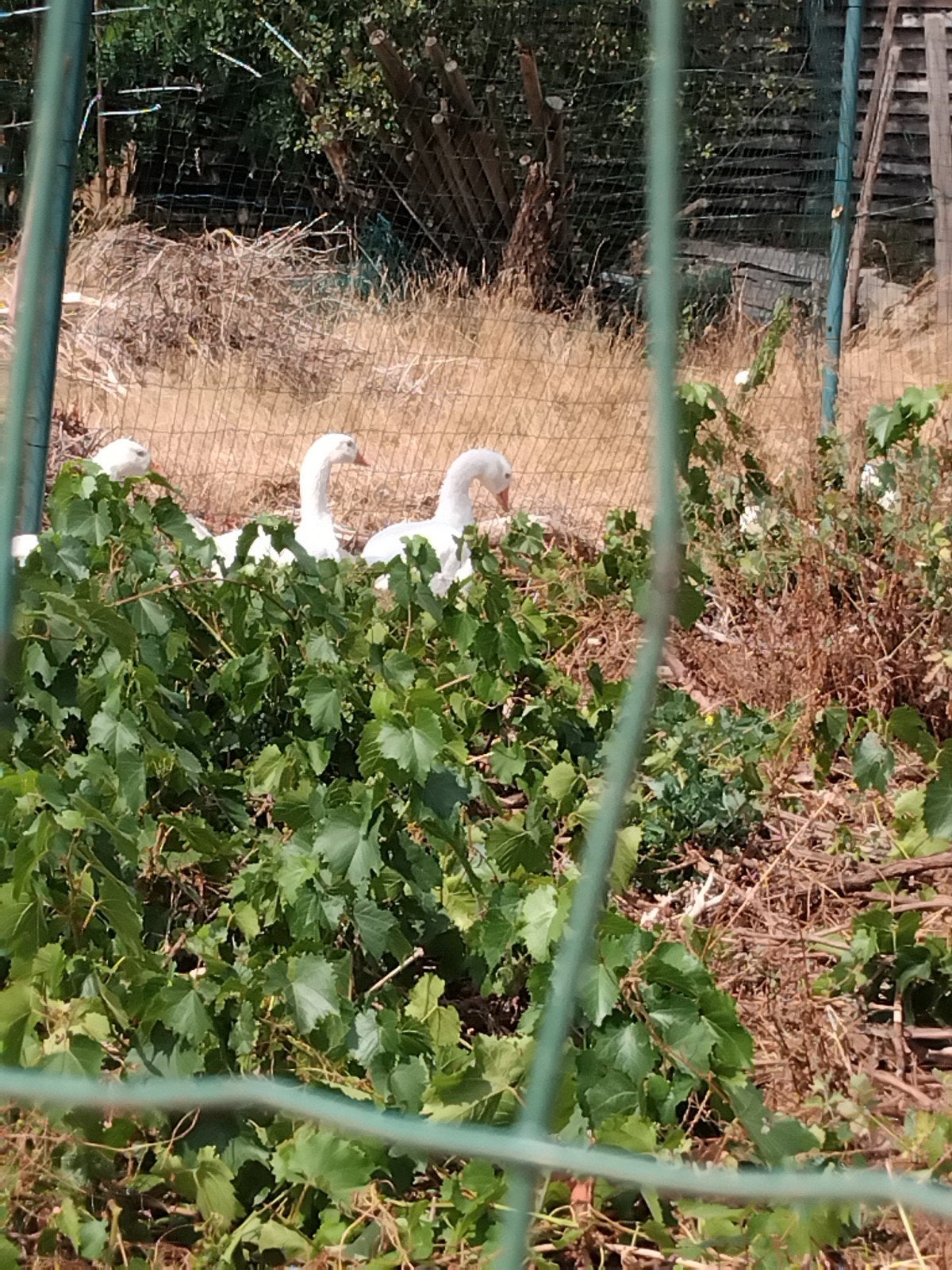 witte ganzen